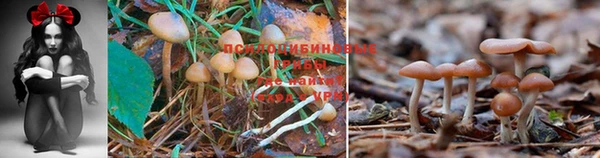 спиды Горно-Алтайск